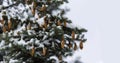 Beautiful spruce close-up. On the green branches are needles and white snow, and brown cones with ice. Picturesque colorful nature Royalty Free Stock Photo