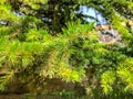 Beautiful spruce in the park near the building. Close up view of pine needles. Evergreen tree. Royalty Free Stock Photo