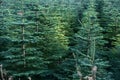 Beautiful spruce trees seen at Glencullen Christmas tree farm, Co. Dublin, Ireland Royalty Free Stock Photo