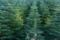 Beautiful spruce trees seen at Glencullen Christmas tree farm, Co. Dublin, Ireland Royalty Free Stock Photo