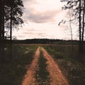 Square picture with road going between trees Royalty Free Stock Photo