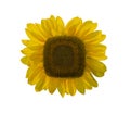 beautiful square sunflower isolated on white background