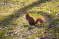 Beautiful squirrel with a bushy tail sits in the park and eats a nut Royalty Free Stock Photo