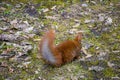 Beautiful squirrel with a bushy tail sits in the park and eats a nut Royalty Free Stock Photo