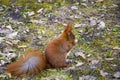 Beautiful squirrel with a bushy tail sits in the park and eats a nut Royalty Free Stock Photo