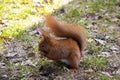 Beautiful squirrel with a bushy tail sits in the park and eats a nut Royalty Free Stock Photo