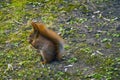 Beautiful squirrel with a bushy tail sits in the park and eats a nut Royalty Free Stock Photo