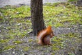 Beautiful squirrel with a bushy tail sits in the park and eats a nut Royalty Free Stock Photo