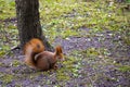 Beautiful squirrel with a bushy tail sits in the park and eats a nut Royalty Free Stock Photo