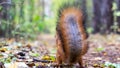 Beautiful Squirrel close up with fluffy tail in forest, Tomsk Royalty Free Stock Photo