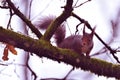 Beautiful squirrel looking for food