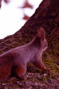 Beautiful squirrel looking for food