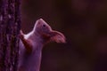 Beautiful squirrel looking for food