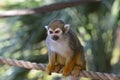 Beautiful Squirrel Monkey Posing on a Rope