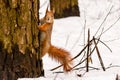 Beautiful squirrel on the snow eating a nut