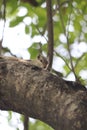 A beautiful squirrel on the tree