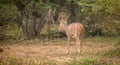 Beautiful Sri Lankan axis deer with antler walking into the bushes in Yala national park, rear view of the deer