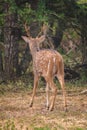 Beautiful Sri Lankan axis deer with antler walking into the bushes in Yala national park, rear view of the deer