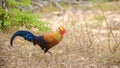 Beautiful Sri Lankan jungle fowl foraging the Forests of Yala national park, endemic and national bird of Sri Lanka