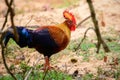 Beautiful Sri Lankan jungle fowl foraging the Forests of Yala national park, endemic and national bird of Sri Lanka Royalty Free Stock Photo