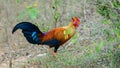 Beautiful Sri Lankan junglefowl foraging at Yala national park, the colorful national bird of Sri Lanka