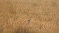 Beautiful a Sri Lankan peacock found in a paddy field at the golden hour out of focus Royalty Free Stock Photo