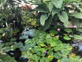 Beautiful srilanka pink lotus pond Royalty Free Stock Photo