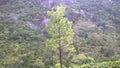 Beautiful sripada mountain in Srilanka. Royalty Free Stock Photo