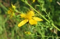 Yellow St Johns Wort flowers in the garden, europe Royalty Free Stock Photo
