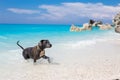 Beautiful stafford dog playing in the ocean