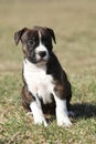 Beautiful Stafford puppy sitting in the grass