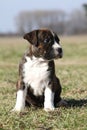 Beautiful Stafford puppy sitting in the grass