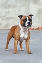 Beautiful staffordshire bull terrier. Ginger and white color, attentive look, show standing.