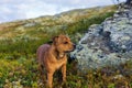 Beautiful staffordshire bull terrier loose outdoors in the wilderness at dawn