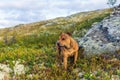 Beautiful staffordshire bull terrier loose outdoors in the wilderness at dawn