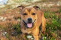 Beautiful staffordshire bull terrier loose outdoors in the wilderness at dawn