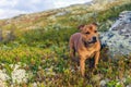 Beautiful staffordshire bull terrier loose outdoors in the wilderness at dawn