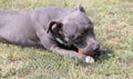 Beautiful staffordshire bull terrier portrait on a green lawn close-up. Blue stuffy with tongue out. Blue american staffordshire Royalty Free Stock Photo