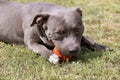 Beautiful staffordshire bull terrier portrait on a green lawn close-up. Blue stuffy with tongue out. Blue american staffordshire Royalty Free Stock Photo