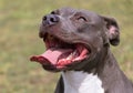 Beautiful staffordshire bull terrier portrait on a green lawn close-up. Blue stuffy with tongue out. Blue american staffordshire Royalty Free Stock Photo