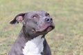 Beautiful staffordshire bull terrier portrait on a green lawn close-up. Blue stuffy with tongue out. Blue american staffordshire Royalty Free Stock Photo