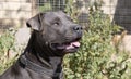 Beautiful staffordshire bull terrier portrait on a green lawn close-up. Blue stuffy with tongue out. Blue american staffordshire Royalty Free Stock Photo