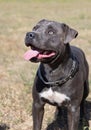 Beautiful staffordshire bull terrier portrait on a green lawn close-up. Blue stuffy with tongue out. Blue american staffordshire Royalty Free Stock Photo