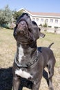 Beautiful staffordshire bull terrier portrait on a green lawn close-up. Blue stuffy with tongue out. Blue american staffordshire Royalty Free Stock Photo