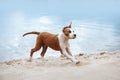 Beautiful Staffordshire terrier puppy running across the sand