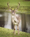 Beautiful stag deer looking straight at the camera