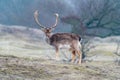 Beautiful stag in Dutch dunes Royalty Free Stock Photo