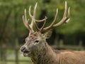 Beautiful stag with great antlers