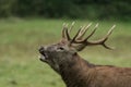 Beautiful stag with great antlers