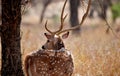 A beautiful Stag looking and looking beyond.